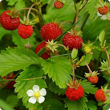 Alpine Strawberries_Biocarve Seeds
