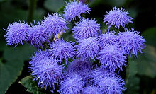 Ageratum Ball Mixed_Biocarve Seeds