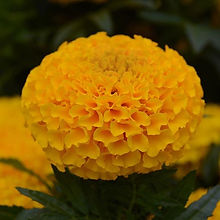 Marigold Afr Taishan Gold_Biocarve Seeds