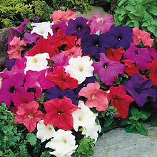 Petunia N C Dwarf Mix_Biocarve Seeds