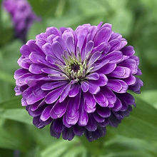 Zinnia Royal Purple_Biocarve Seeds