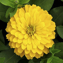 Zinnia Canary Bird Yellow_Biocarve Seeds