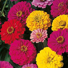 Zinnia Dahlia Flowered Mix_Biocarve Seeds