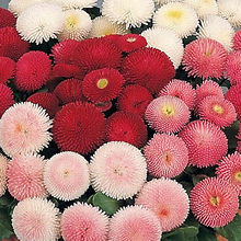 Bellis ( Daisy  Pomponette Mix)_Biocarve Seeds