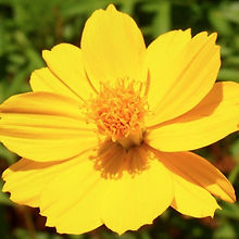 Cosmos Bright Light_Biocarve Seeds