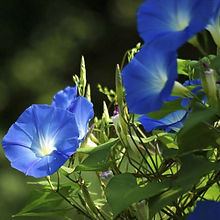 Ipomoea Morning Glory_Biocarve Seeds