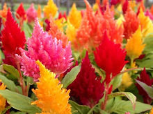 Celosia Icecream Series _Biocarve Seeds