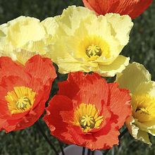 Iceland Poppy Mix_Biocarve Seeds