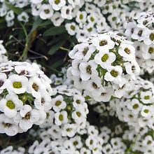 Alyssum Sweet White_Biocarve Seeds