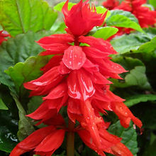 Salvia Saint Johns Fire Red_Biocarve Seeds
