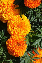 Marigold Afr Taishan F1 Orange_Biocarve Seeds