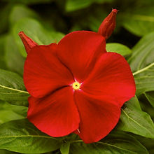 Vinca Rosea Red Cherry_Biocarve Seeds