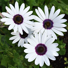 Dimorphotheca White_Biocarve Seeds