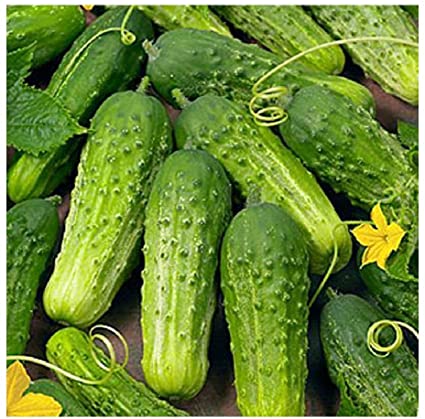 Cucumber Seeds