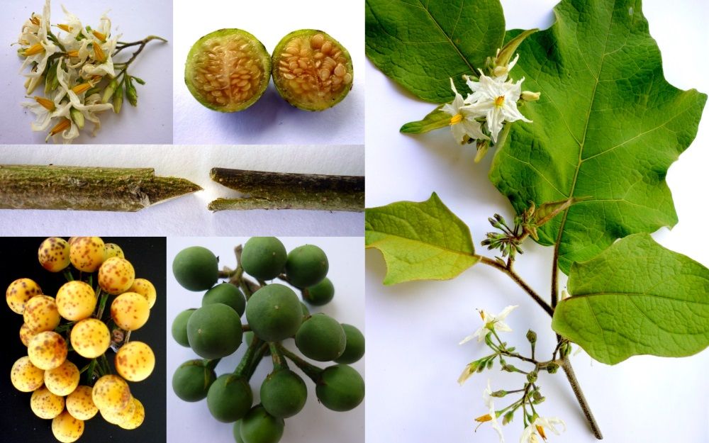 Solanum torvum