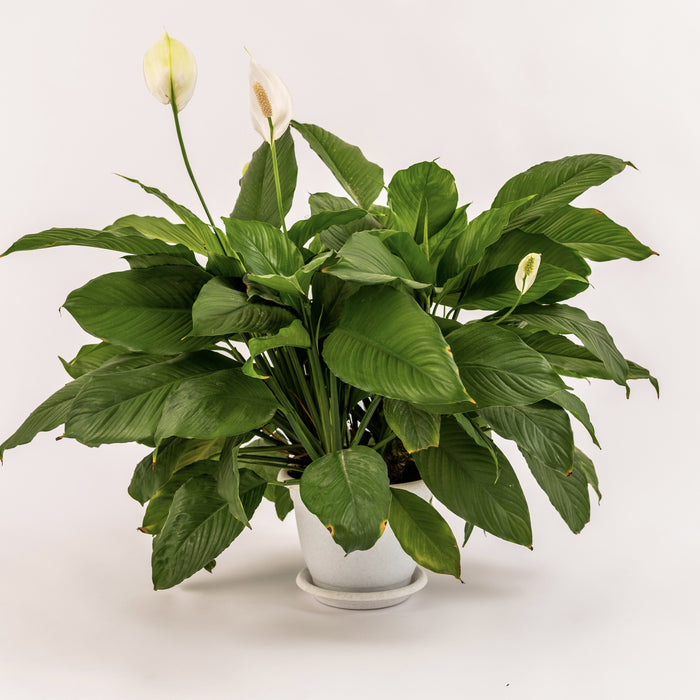 Peaceful Air Purifiers | Peace lily viscota, Butterfly Syngonium, Peace lily