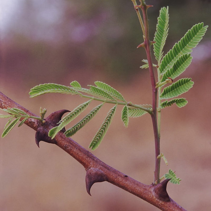 Black cutch tree | Acacia catechu