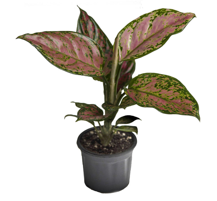 Gorgeous Garden | Alocasia amazonica, Alpinia purpurata, Aglaonema Thai Pink