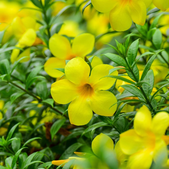 Allamanda yellow dwarf | Allamanda neriifolia