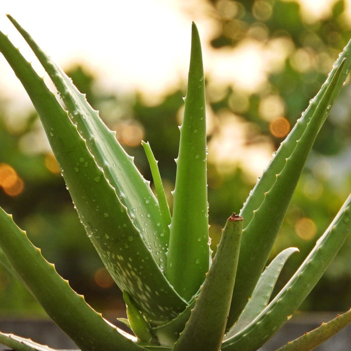 Haircare Combo plants | Hibiscus, Henna, Aloe vera