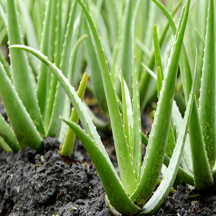 Miracle leaf/ Bryophyllum , Insulin, Aloe vera,