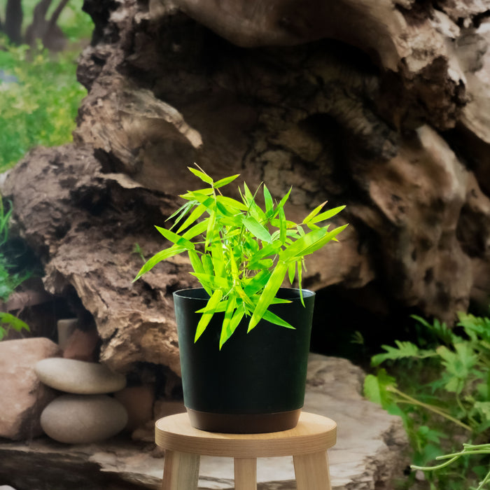 Solid bamboo | Dendrocalamus strictus