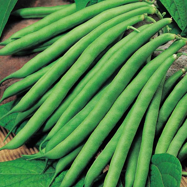 Beans Long Green_Biocarve