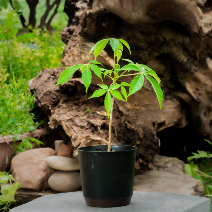 Silk cotton tree | Bombax cieba