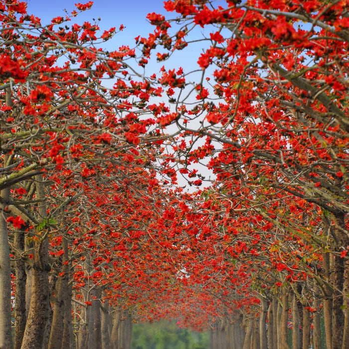 Silk cotton tree | Bombax cieba