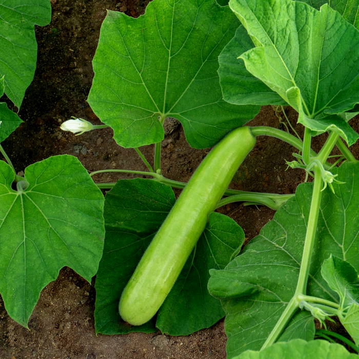 Bottle Gourd Long_Biocarve