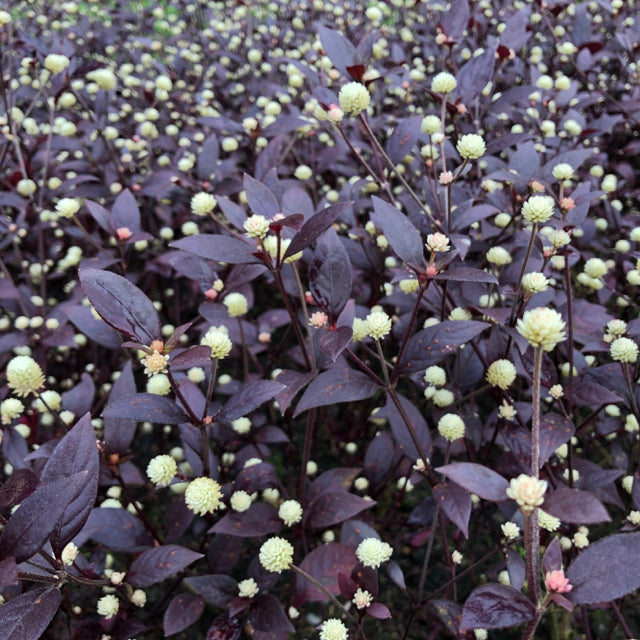 Brazilian joyweed