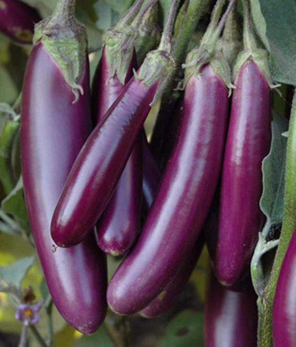 Brinjal Purple Long_Biocarve