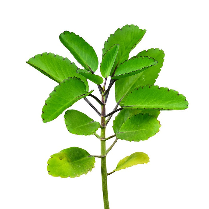Miracle Leaf | Pathacharuti | Bryophyllum pinnatum