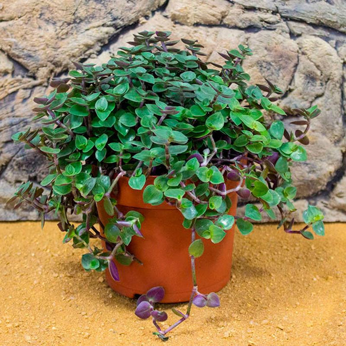Attractive hanging basket | Callisia 'Itsy Bitsy Inch' green, Creeping Inch Plant, Wandering jew, Tangled Hearts