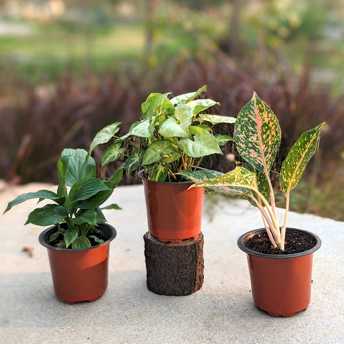 Charming Air Purifiers | Peace lily,  Butterfly Syngonium, Aglaonema Thai Pink