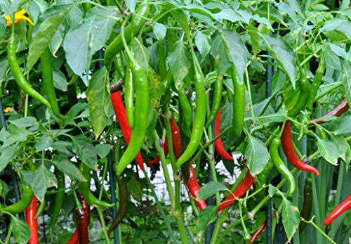 Chilli Hot Pepper_Biocarve
