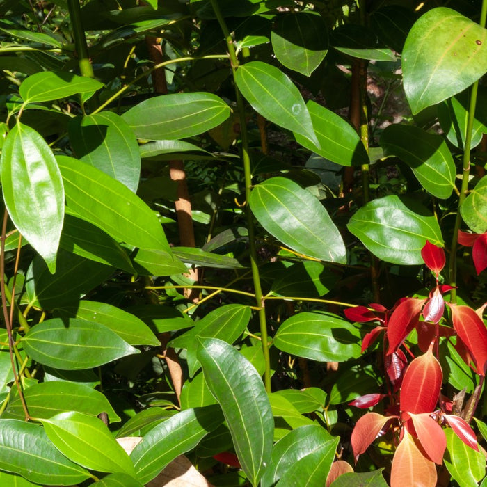 Dalchini | Ceylon cinnamon | Cinnamomum verum