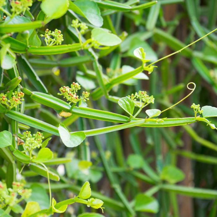 Veldt grape | hadjod |Cissus quadrangularis