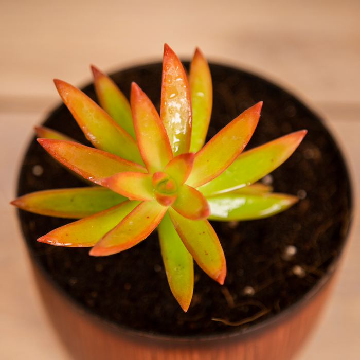 Cutie-patootie Indoors Combo/ Coppertone Sedum, Sedum Adolphii 'Firestorm', Sedum Silver