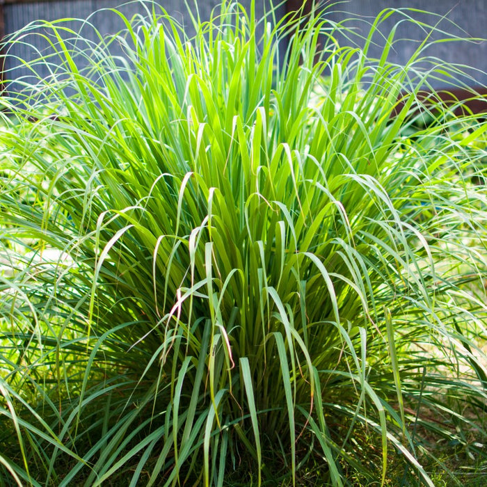 Lemon grass | Cymbopogon citratus