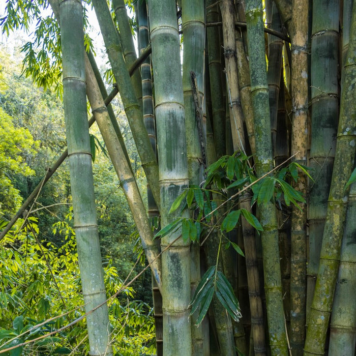 Solid bamboo | Dendrocalamus strictus