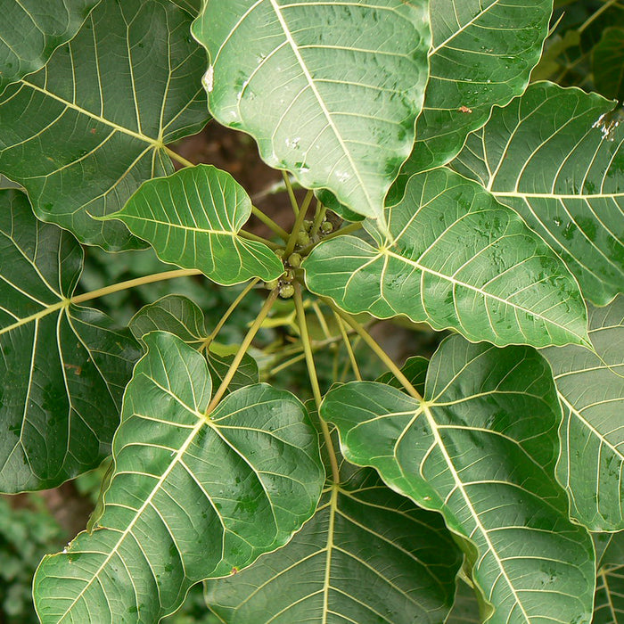 Indian rock fig | Ficus arnottiana