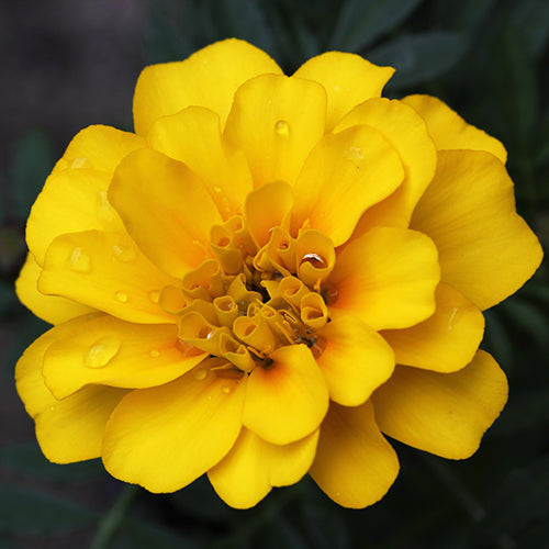 French Marigold Yellow_Biocarve