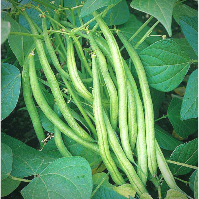 French Beans Seeds