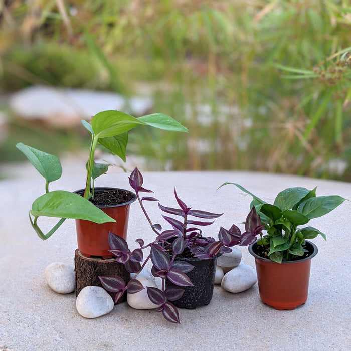 Gracious Air Purifiers | Money plant green, Wandering jew, Peace lily