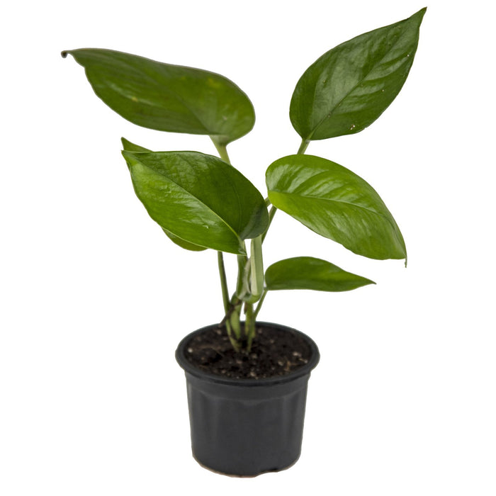 Gracious Air Purifiers | Money plant green, Wandering jew, Peace lily