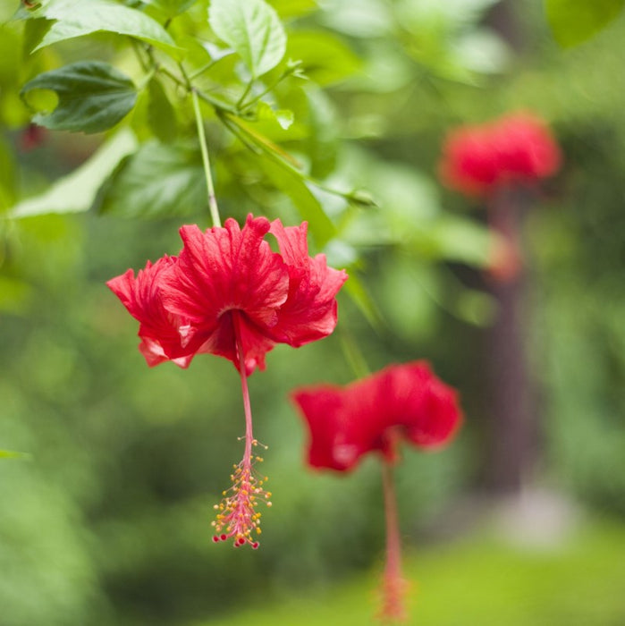 Hibiscus desi red