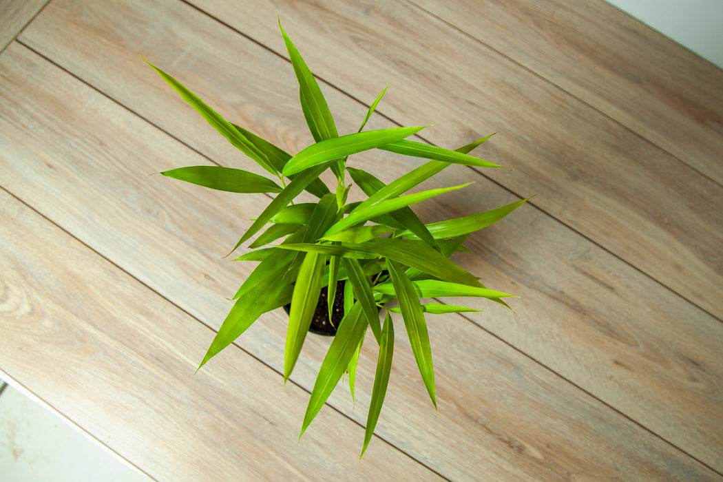 Alpinia officinarum | lesser galangal