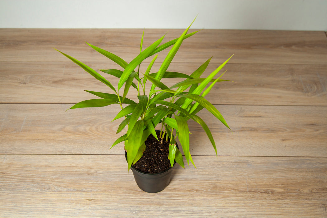 Alpinia officinarum | lesser galangal