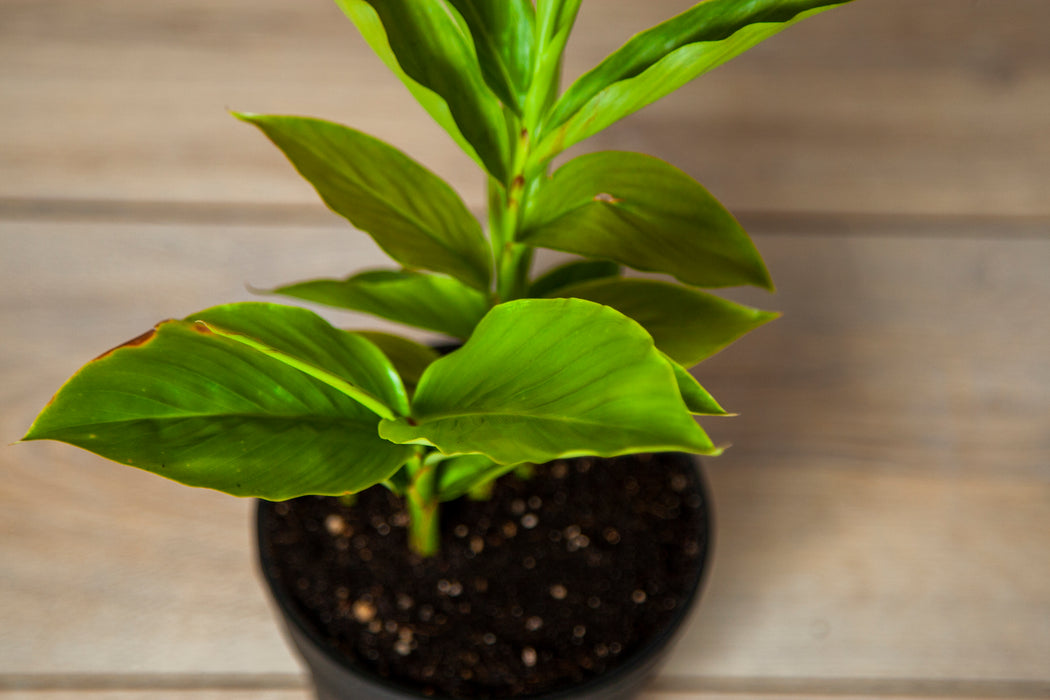 Red ginger | Alpinia purpurata